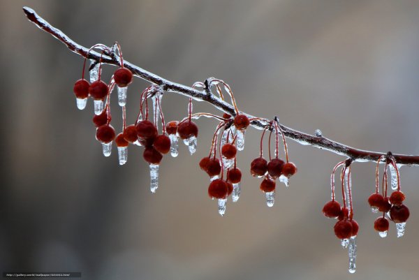Капель весной