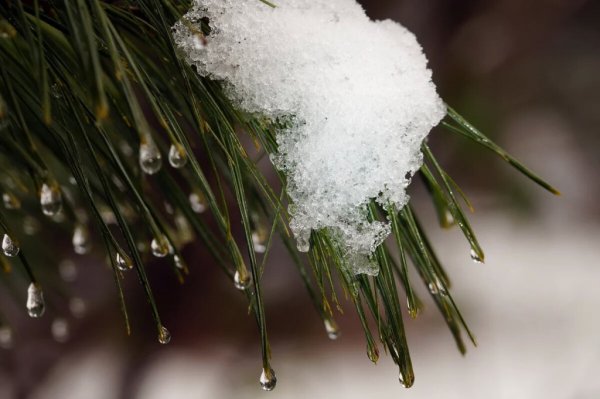 Весна капель