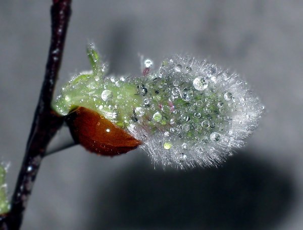 Набухшие почки вербы