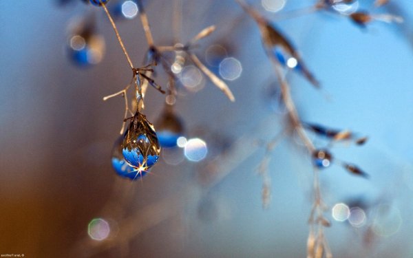 Капельки на ветках