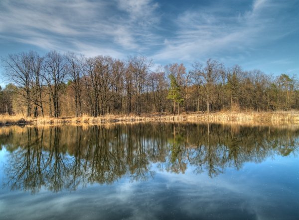 Весна лес озеро