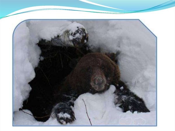 Весенняя Берлога медведя