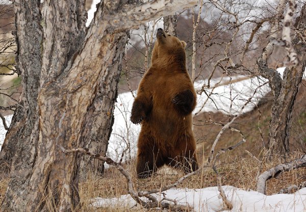 Пробуждение медведя