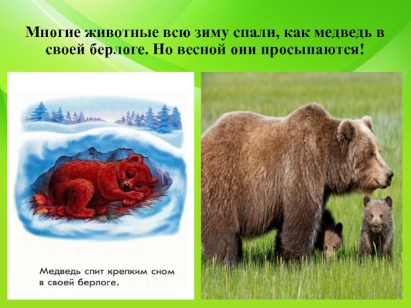 Медведица с медвежатами в берлоге