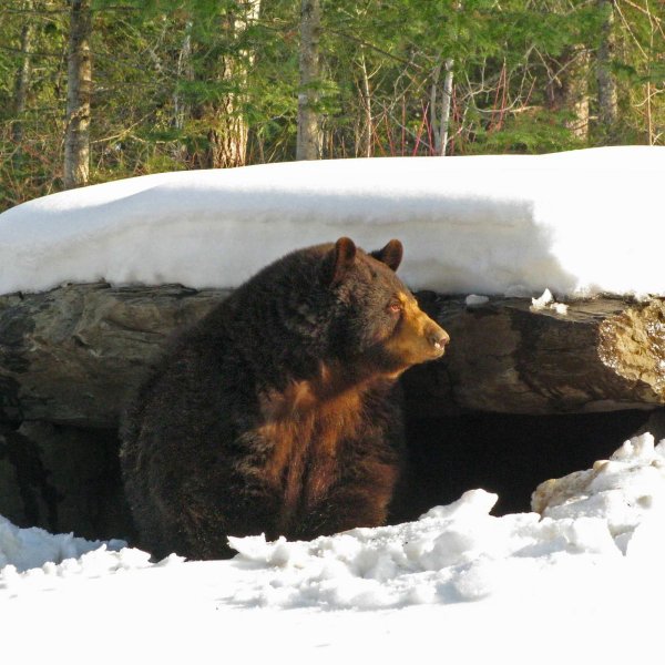Уссурийский бурый медведь