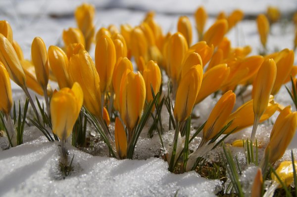 Весенняя природа