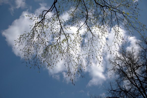 Голубое небо весной