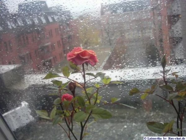 Шутки про дождь