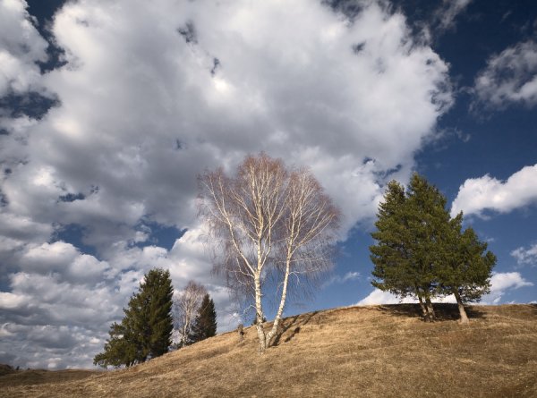 Птицы в облаках
