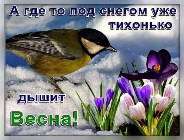 Открытка где-то под снегом дышит Весна