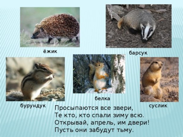Животные просыпаются от зимней спячки