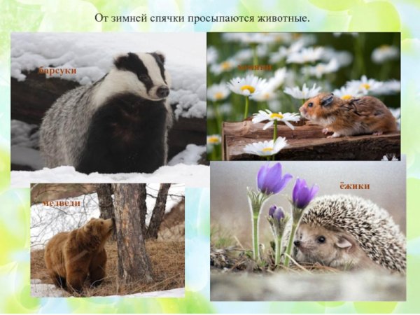 Животные которые просыпаются весной