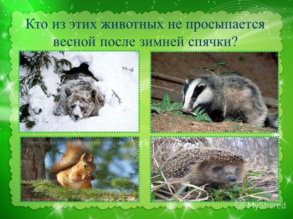 Животные которые впадают в спячку