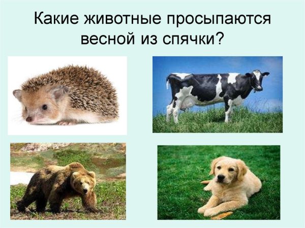 Какие звери просыпаются весной