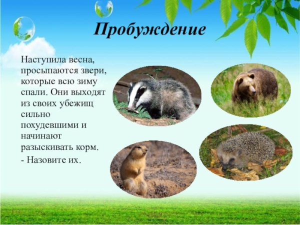 Животные которые просыпаются весной