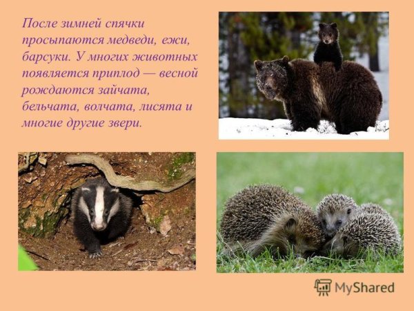 Просыпается после зимней спячки