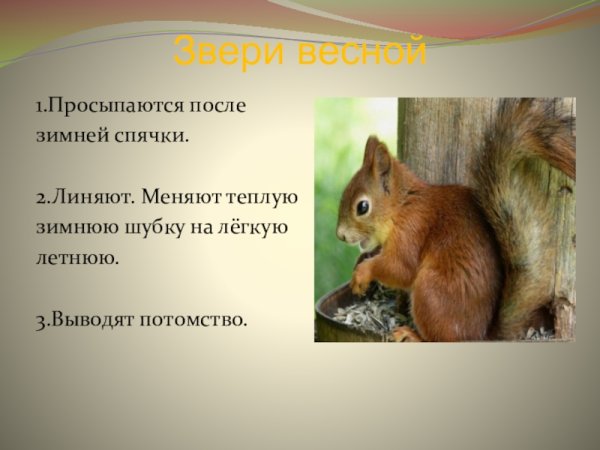 Какие животные просыпаются весной