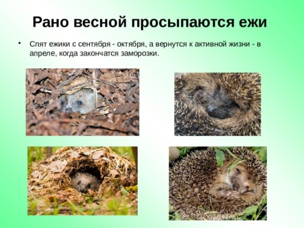 Звери после зимней спячки