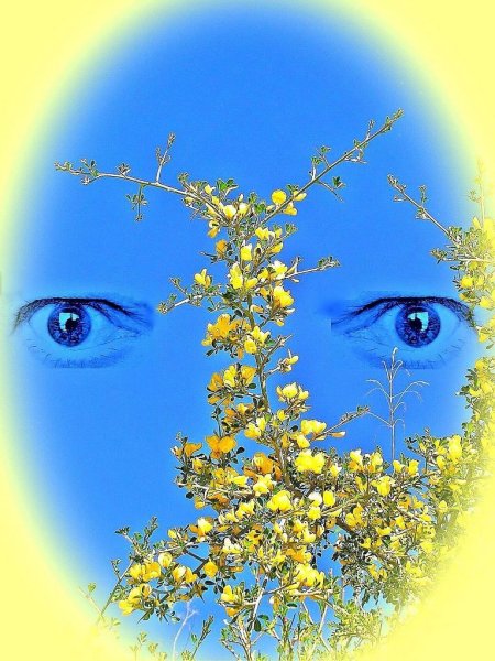 Глаза на фоне природы