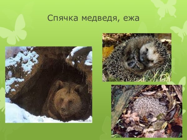 Животные весной для детей