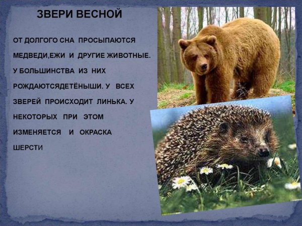 Берлога медведя весной