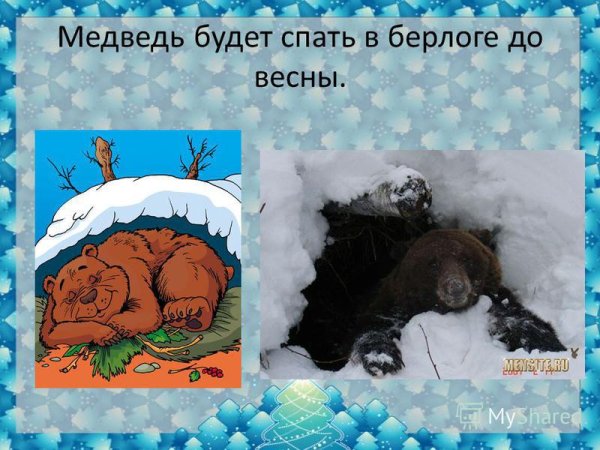 Медведь просыпается в берлоге