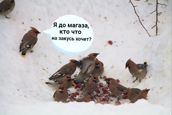 Кондратович София