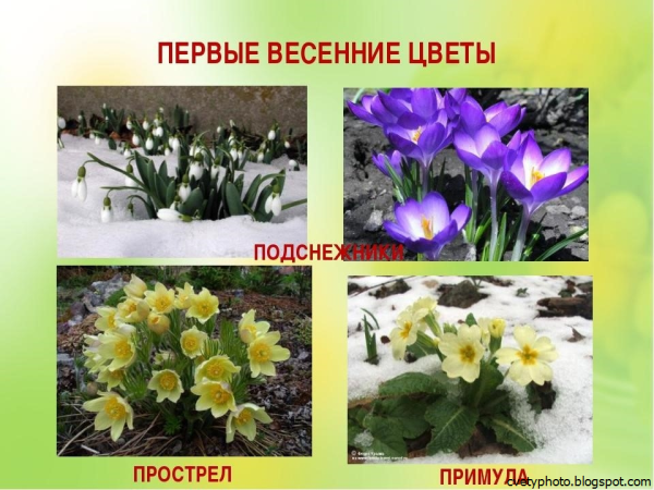 Первые весенние цветы названия