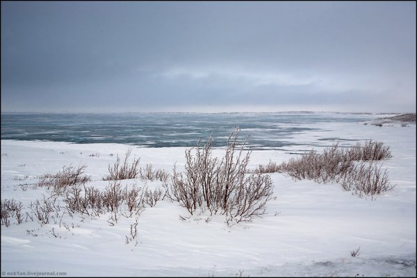 Тундра Норильск лето