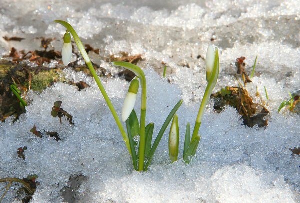 Весеннее Пробуждение природы