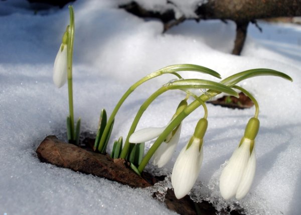 Пробуждение природы март