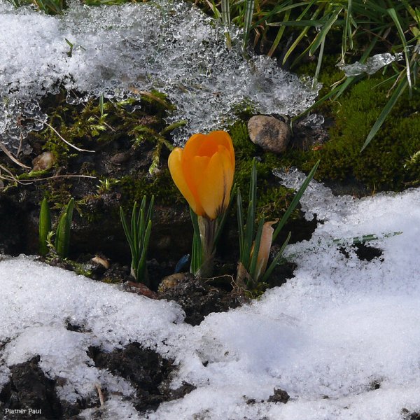 Пробуждение весны