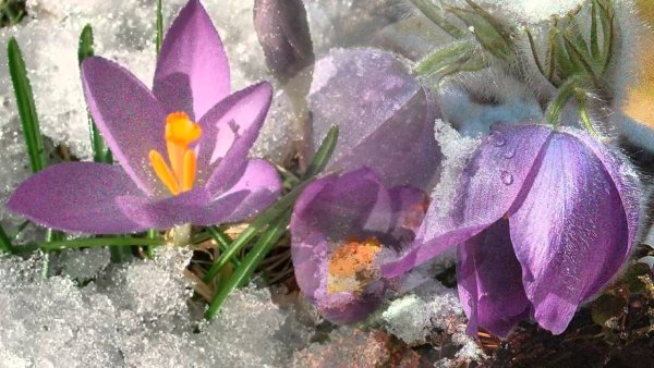 Пробуждение весны