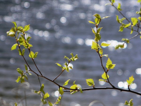 Весеннее Пробуждение природы