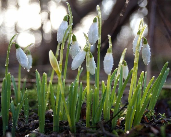 Пробуждение весны