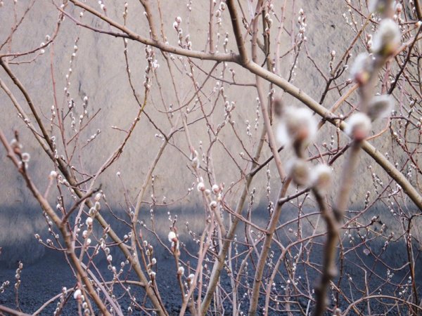 Весна пробуждается