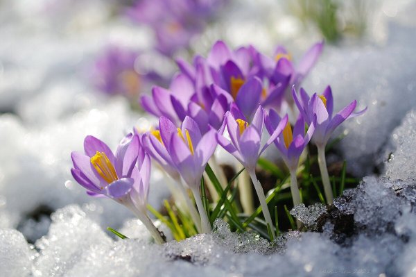 Пробуждение весны