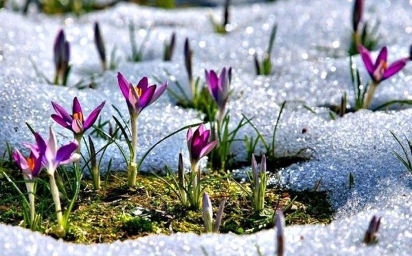 Пробуждение природы весной