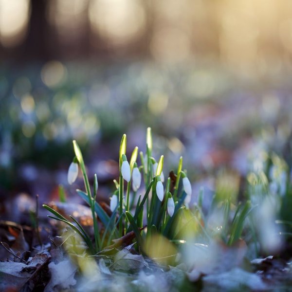 Весеннее Пробуждение природы