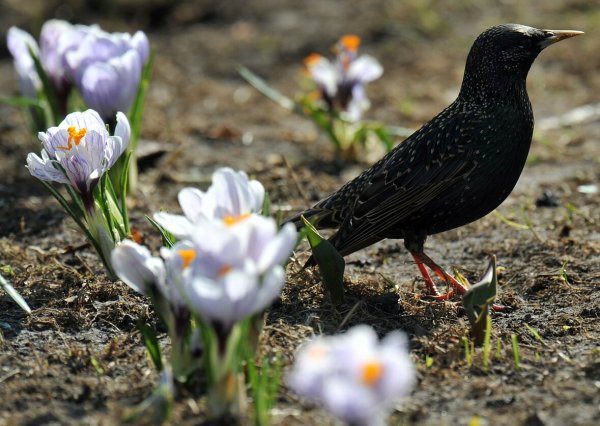 Пробуждение весны