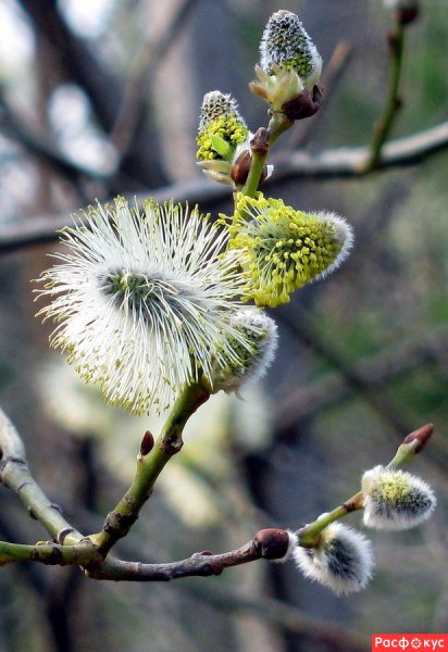 Весна Пробуждение природы