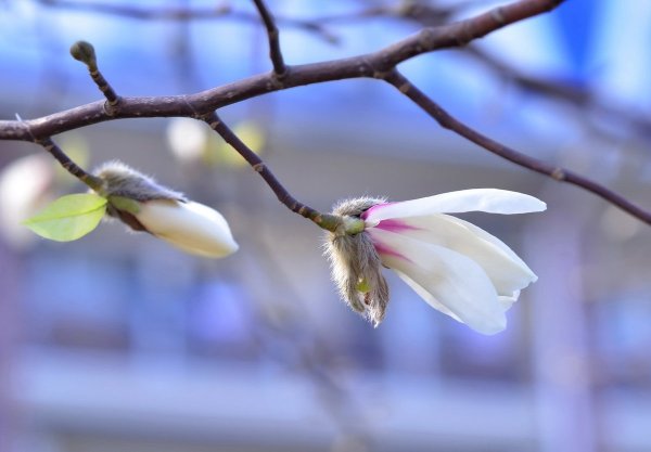 Весеннее Пробуждение