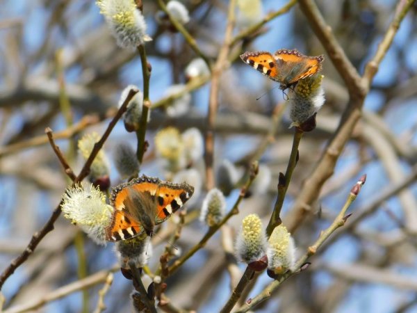 Пробуждение весны