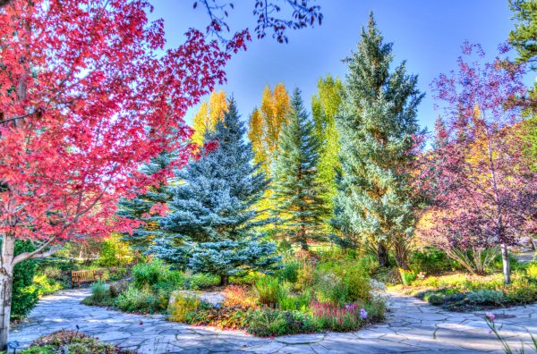 Разноцветное дерево