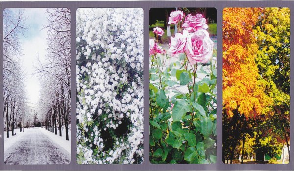 Растения зимой весной летом и осенью