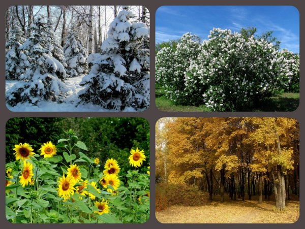 Времена года