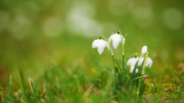 Заставка Весна