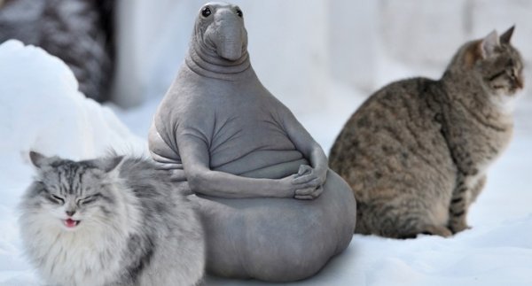 Ждун зима