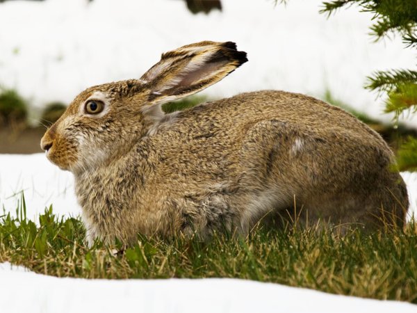 Заяц Беляк Сибирь