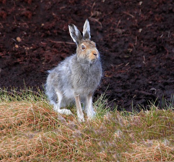 Заяц Беляк линька